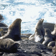 These seals are just some of the ocean wildlife that will no longer knock or suffer from thermal breakdown as a result of Castrol's 50 million gallon oil spill in the Bering Strait.